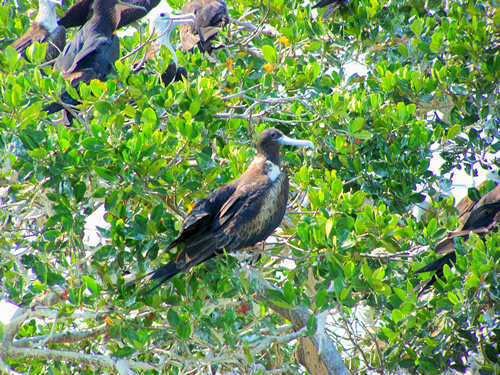 Isla aguada 